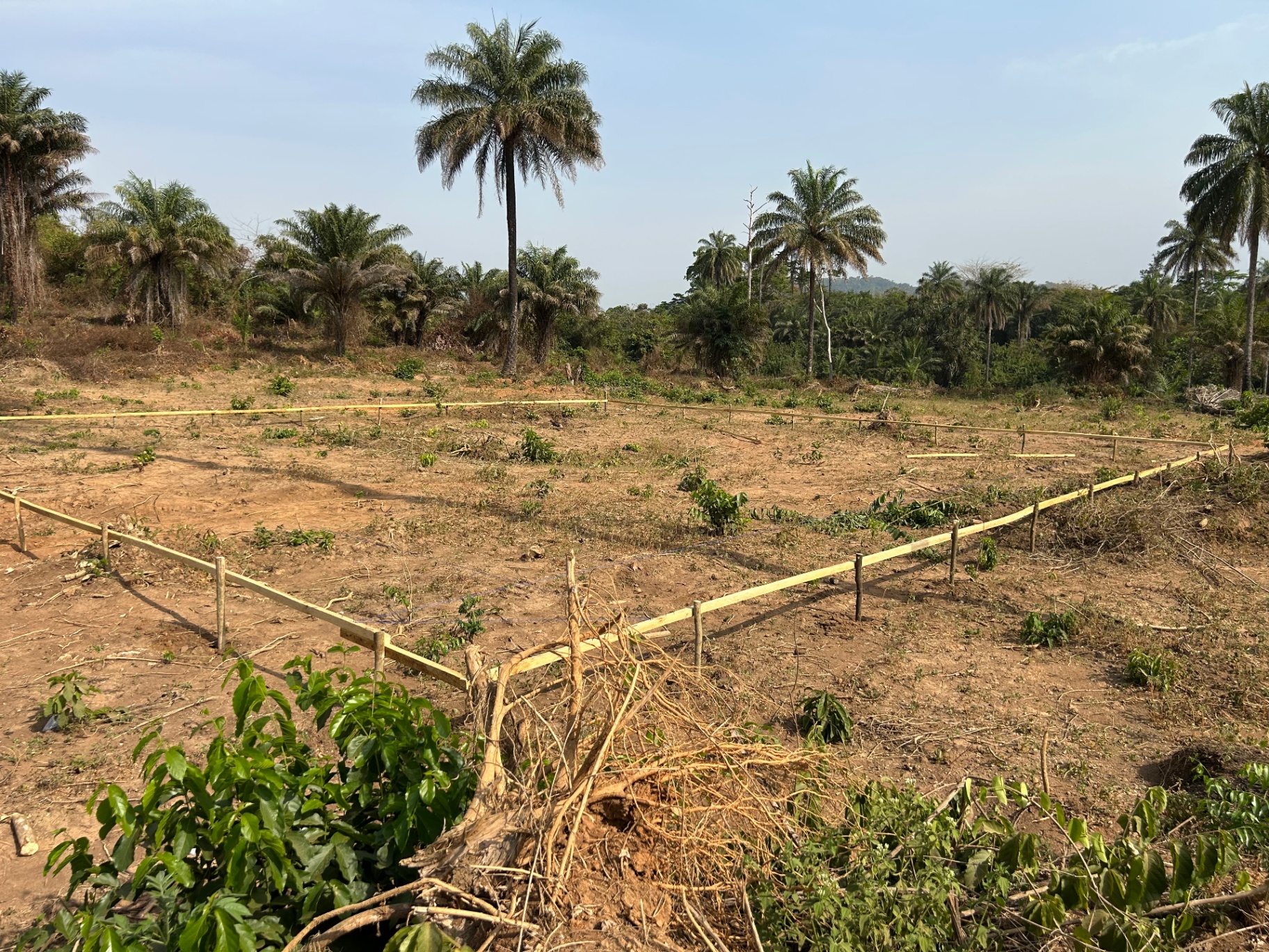 Land staked out in Kolliemai
